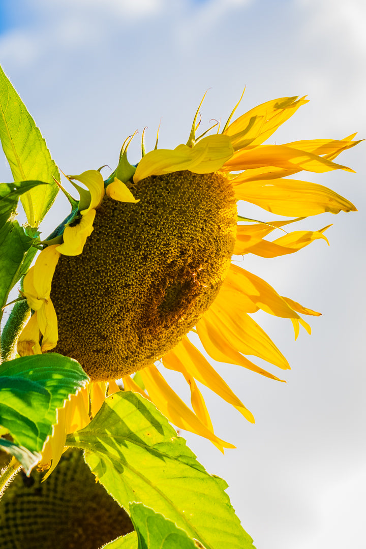 Sun Flower