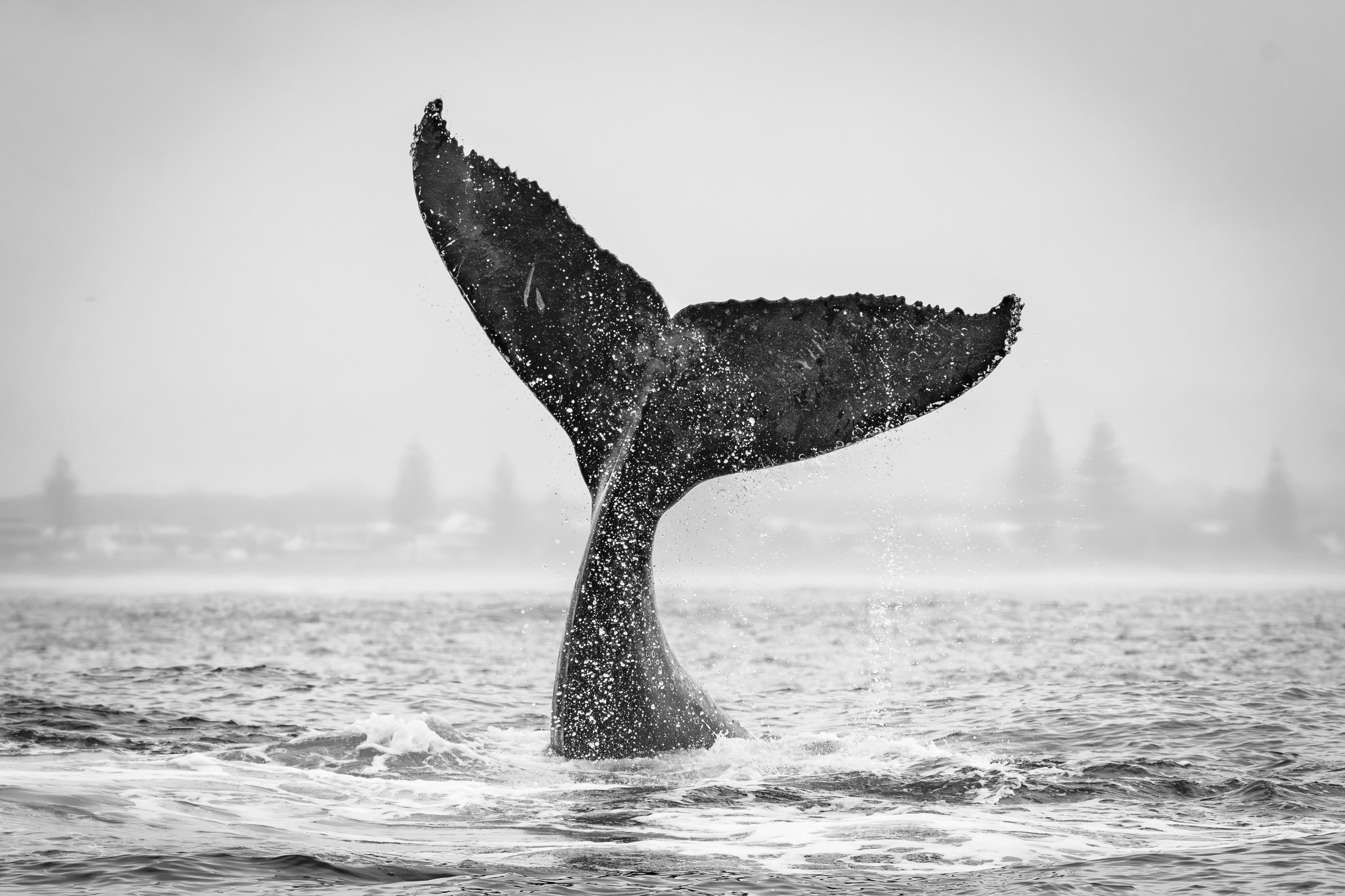 2026 Lennox Head Wall Calendar