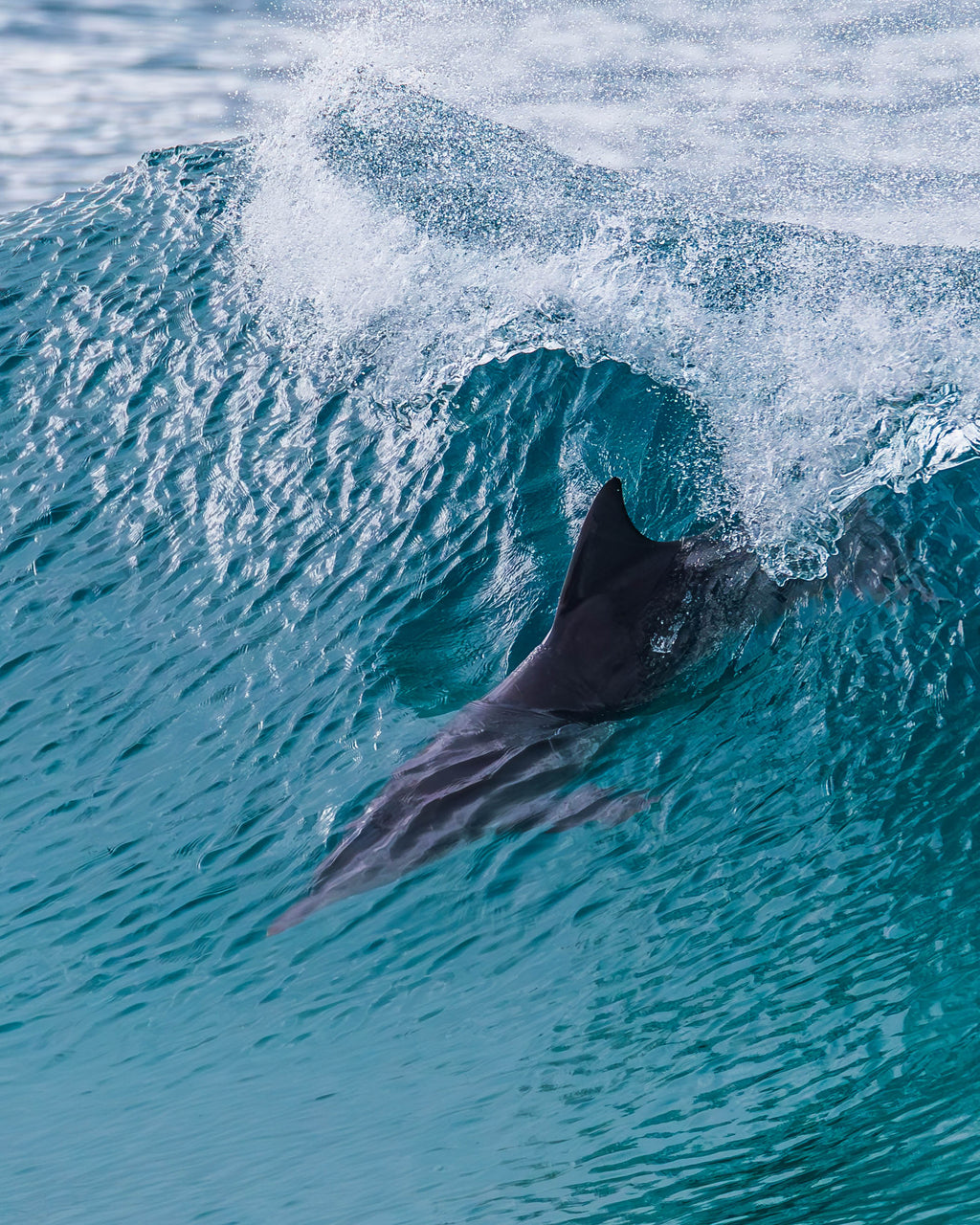 Dolphin Surfing