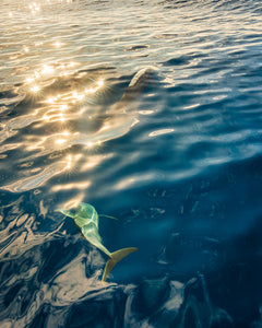 Dolphins Swimming