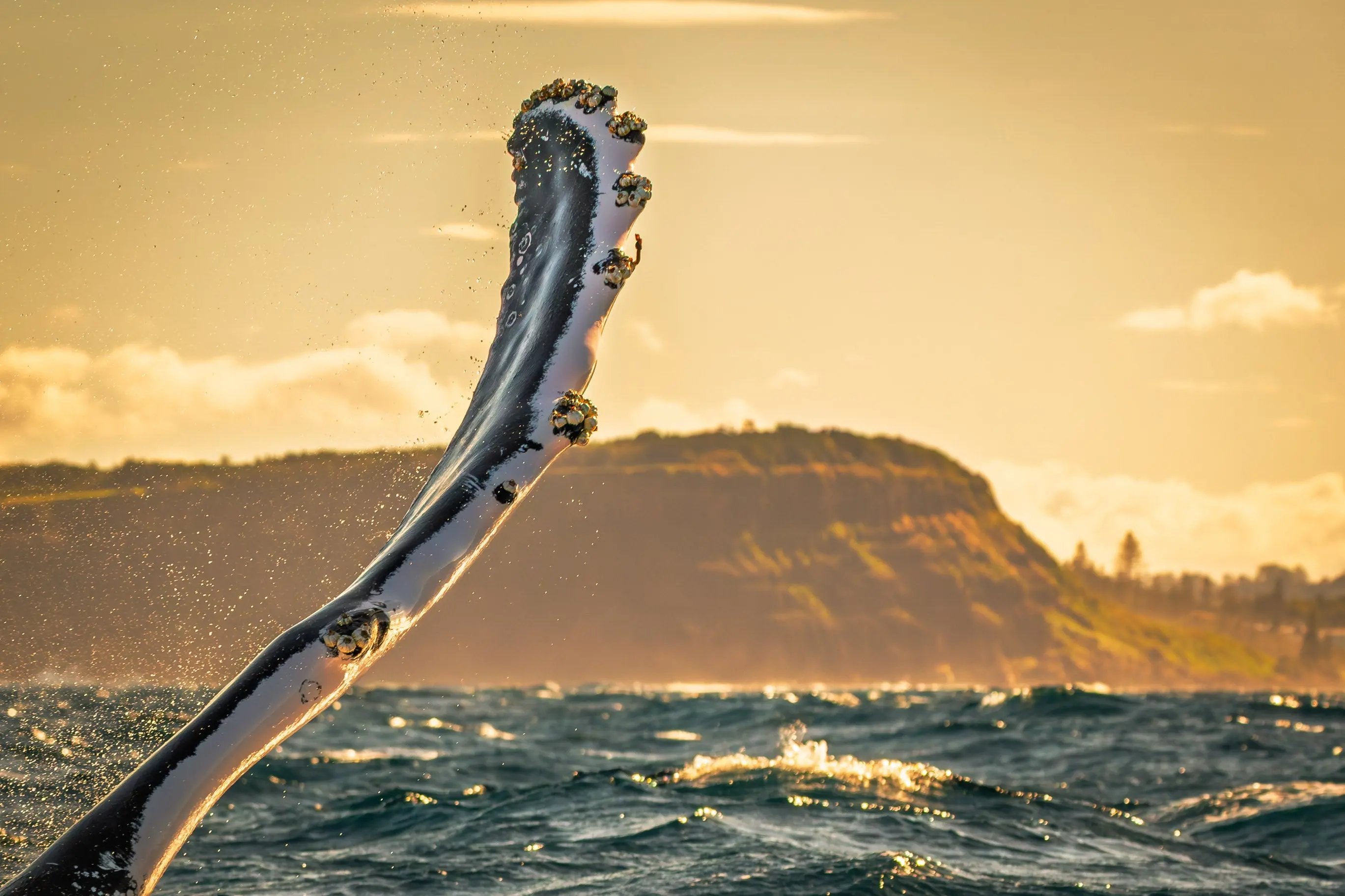 Whale tail emerging from water with a mountainous landscape in the background