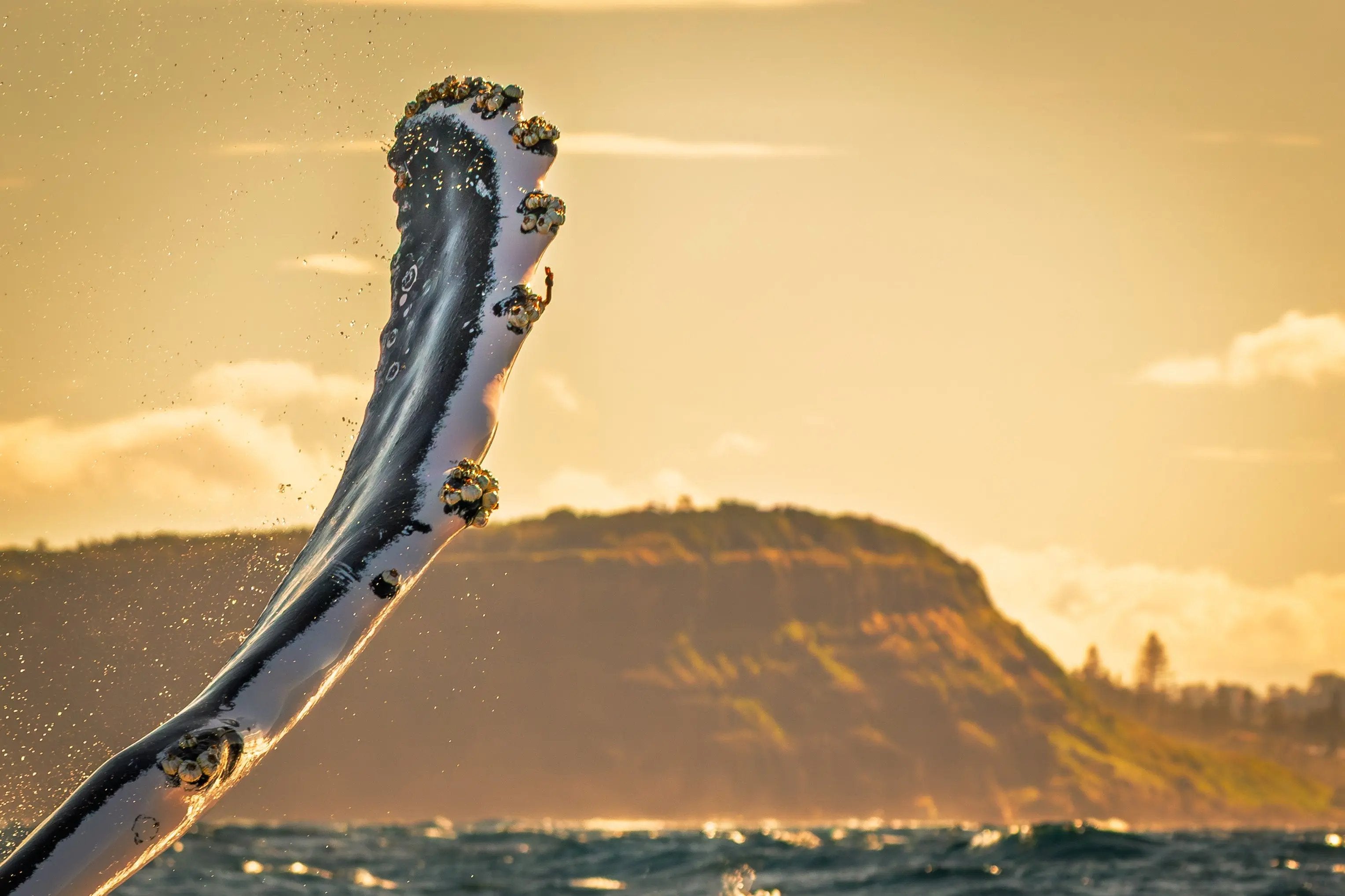 Whale tail with water droplets against a sunset sky over a mountainous landscape
