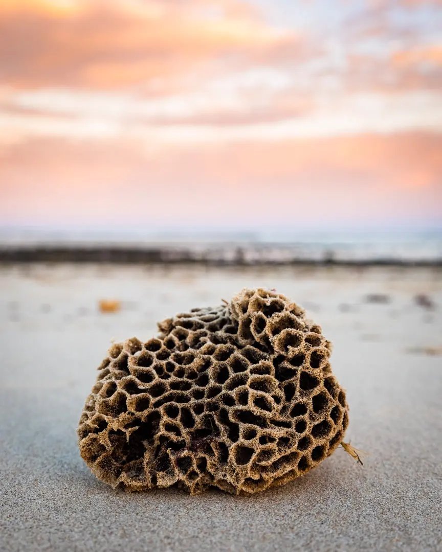 Honeycomb Coral sponge sunset