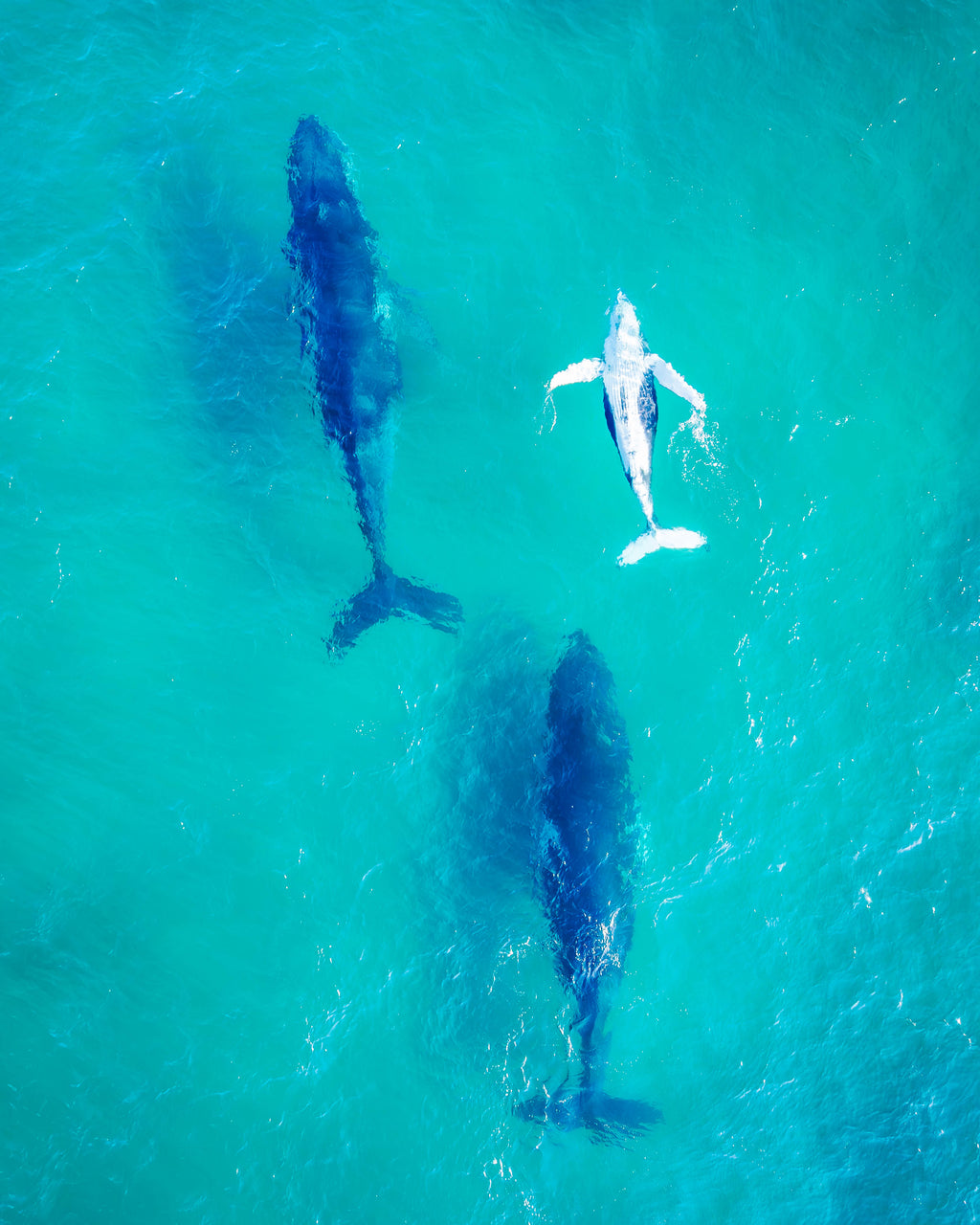 Two large marine animals swimming in clear blue water