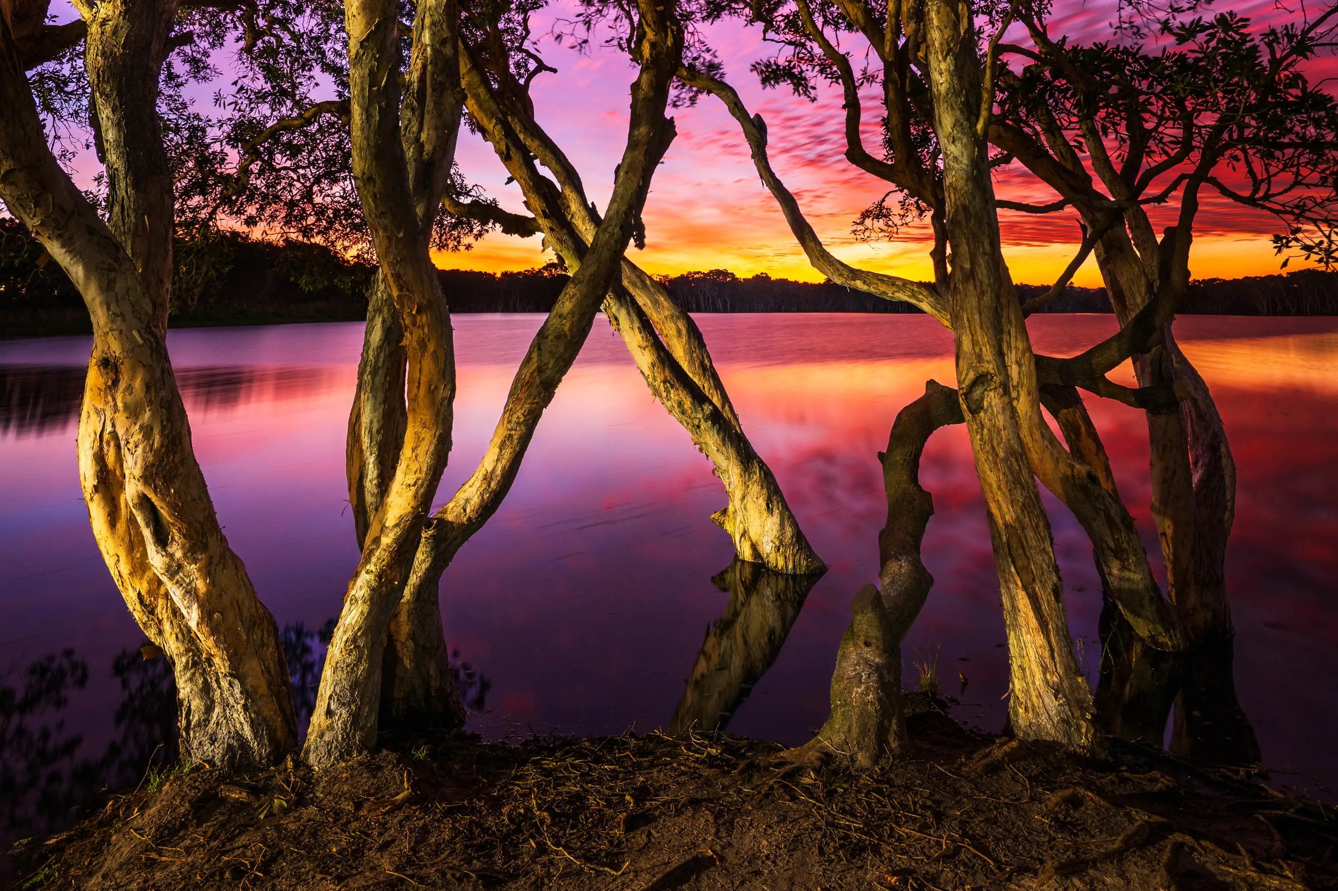 Trees reflected in water during a colorful sunset