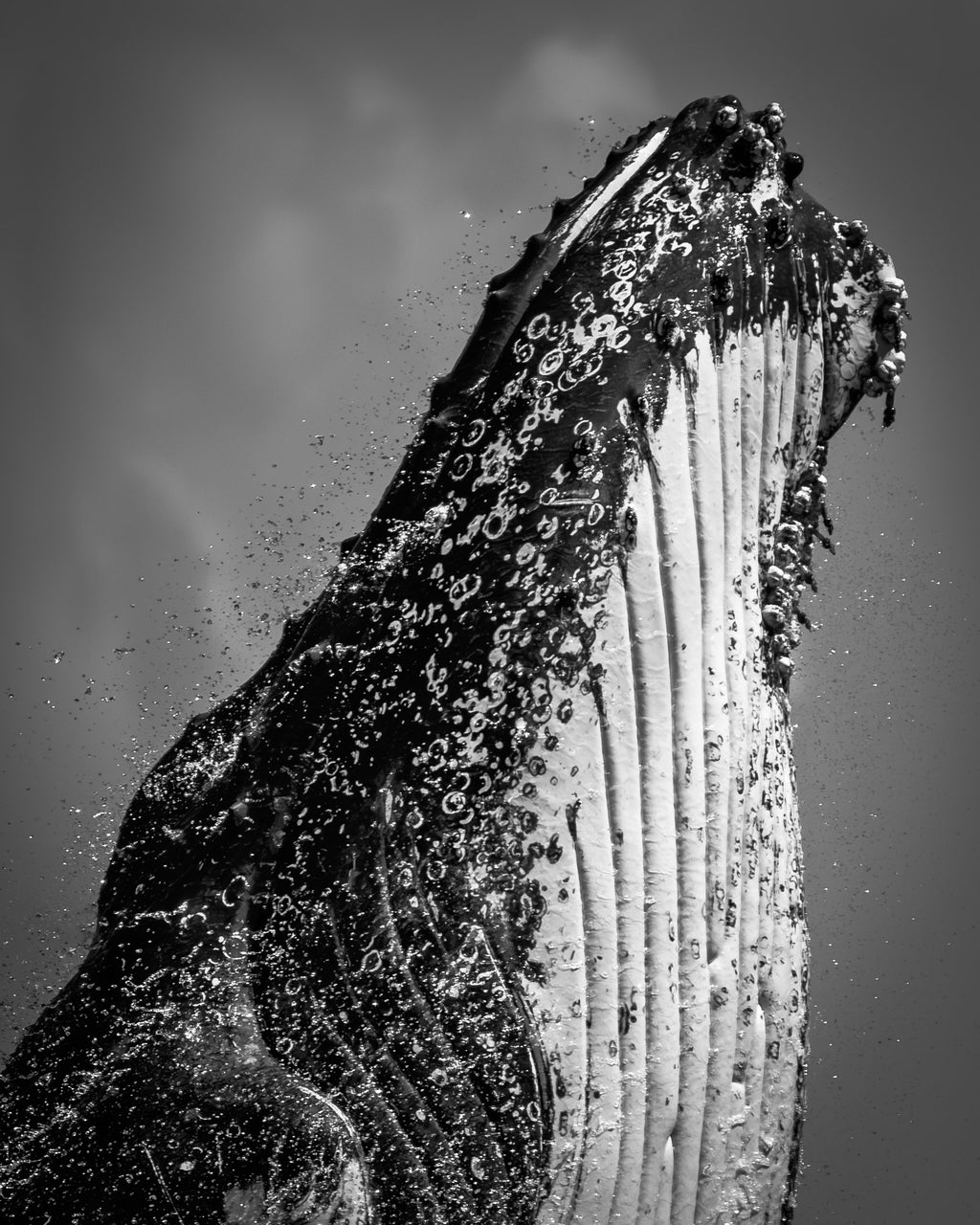 Close-up of a whale's head with water droplets on a gray background