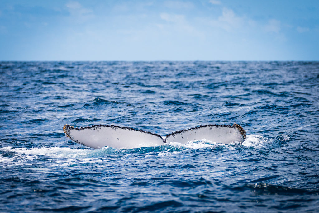 Whale Tail