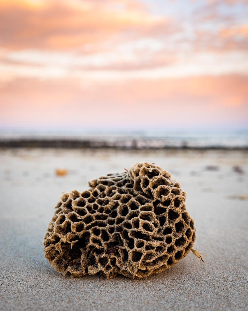 Honey Comb Coral