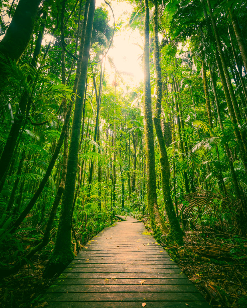 Rainforest Walk