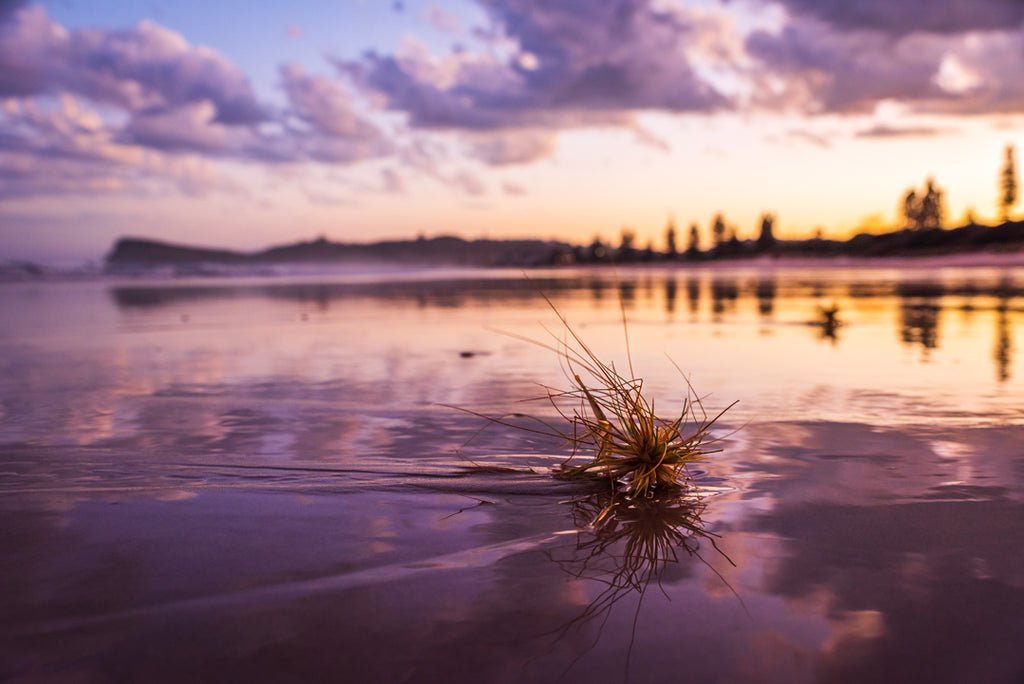 Spinifex