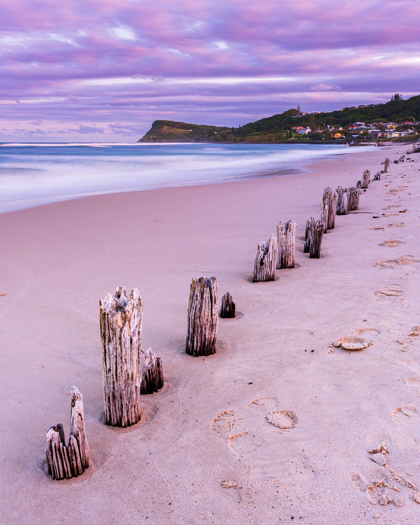 Tea Tree Fence Lennox Head