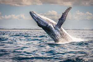 Humpback Breach