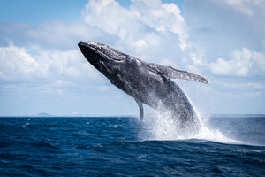 Humpback Whale Takeoff