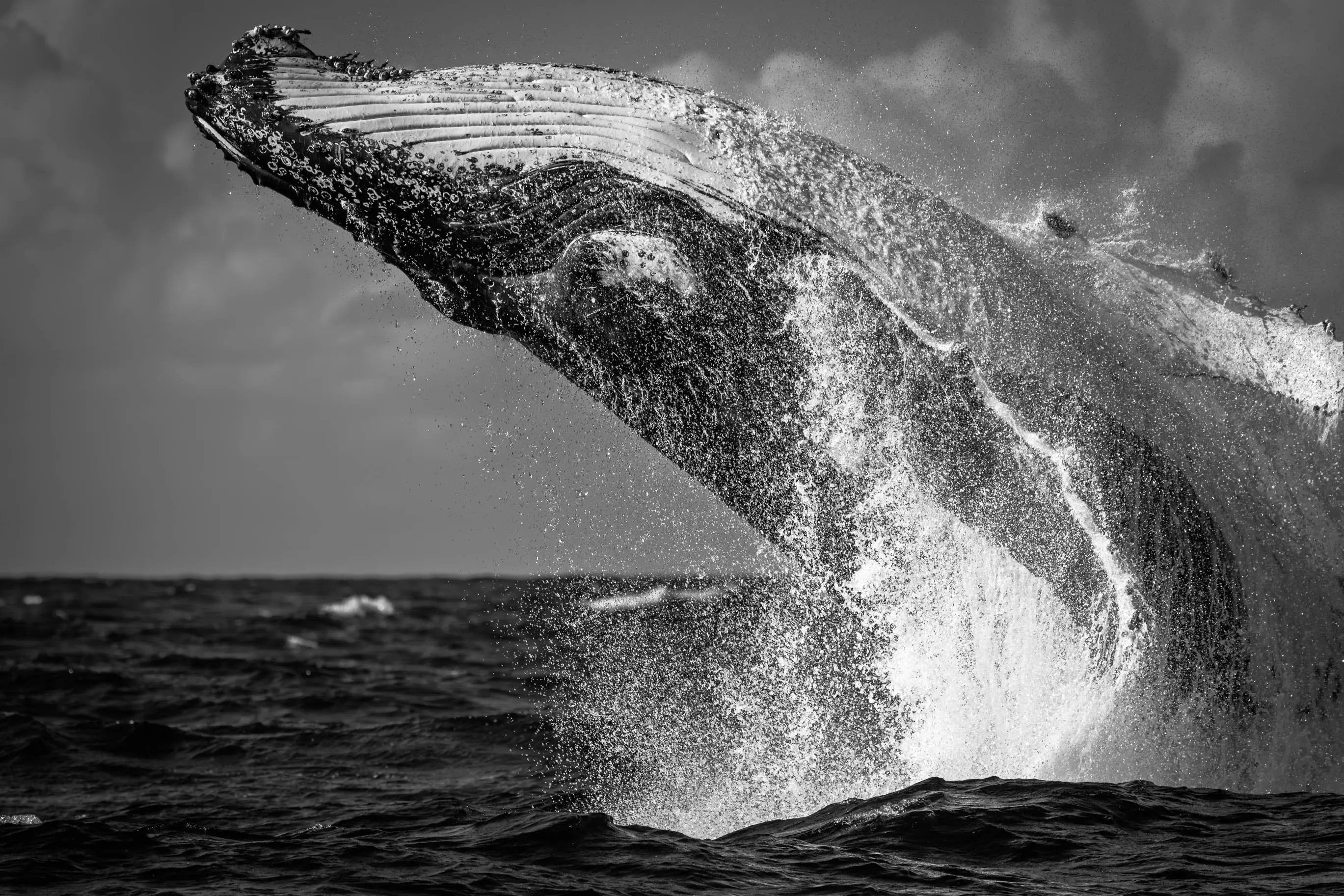 Black and white image of a whale breaching out of water