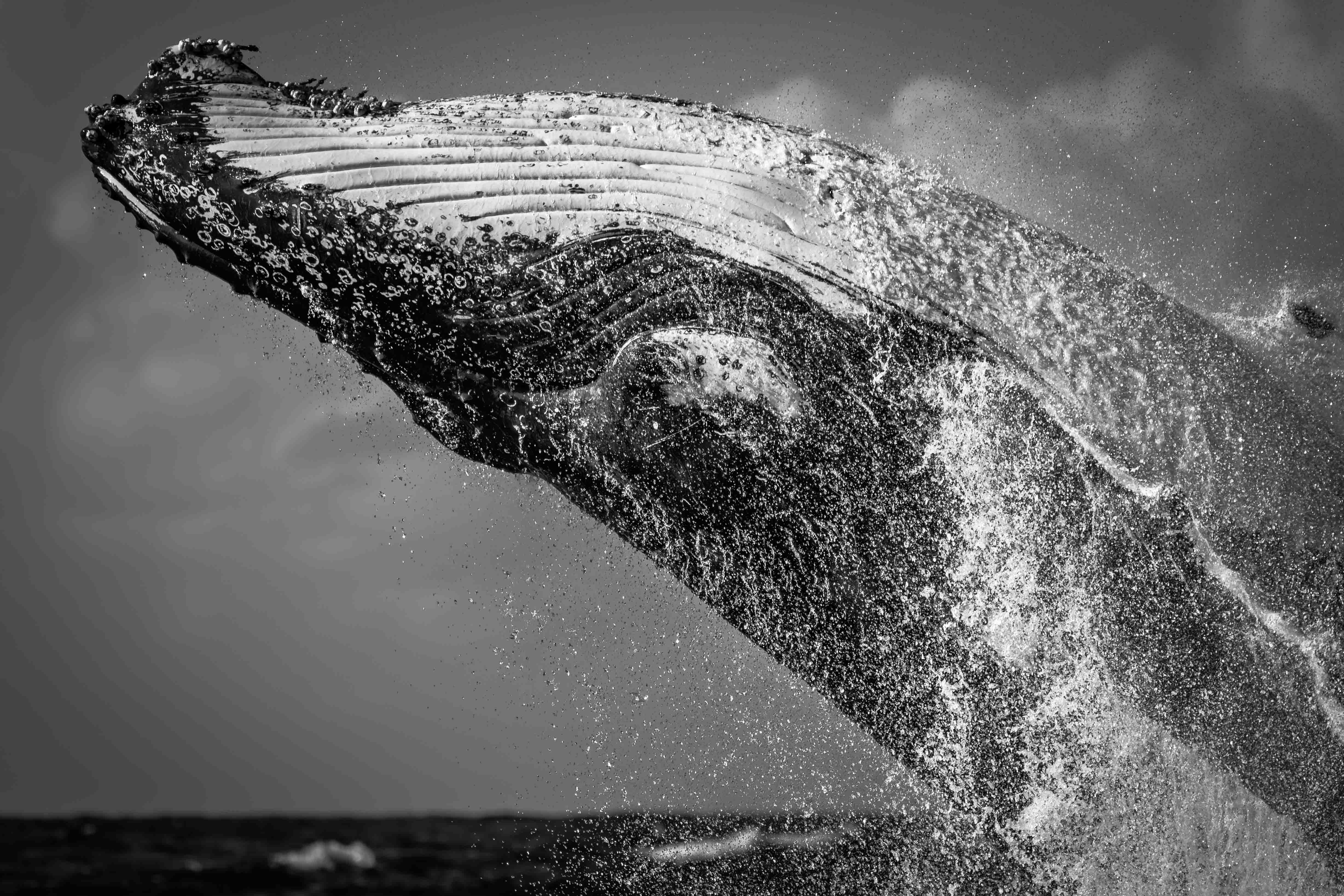 Black and white image of a whale breaching in the ocean