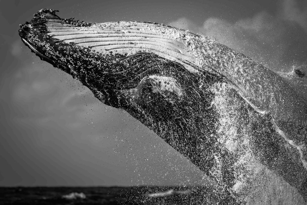 Black and white image of a whale breaching in the ocean
