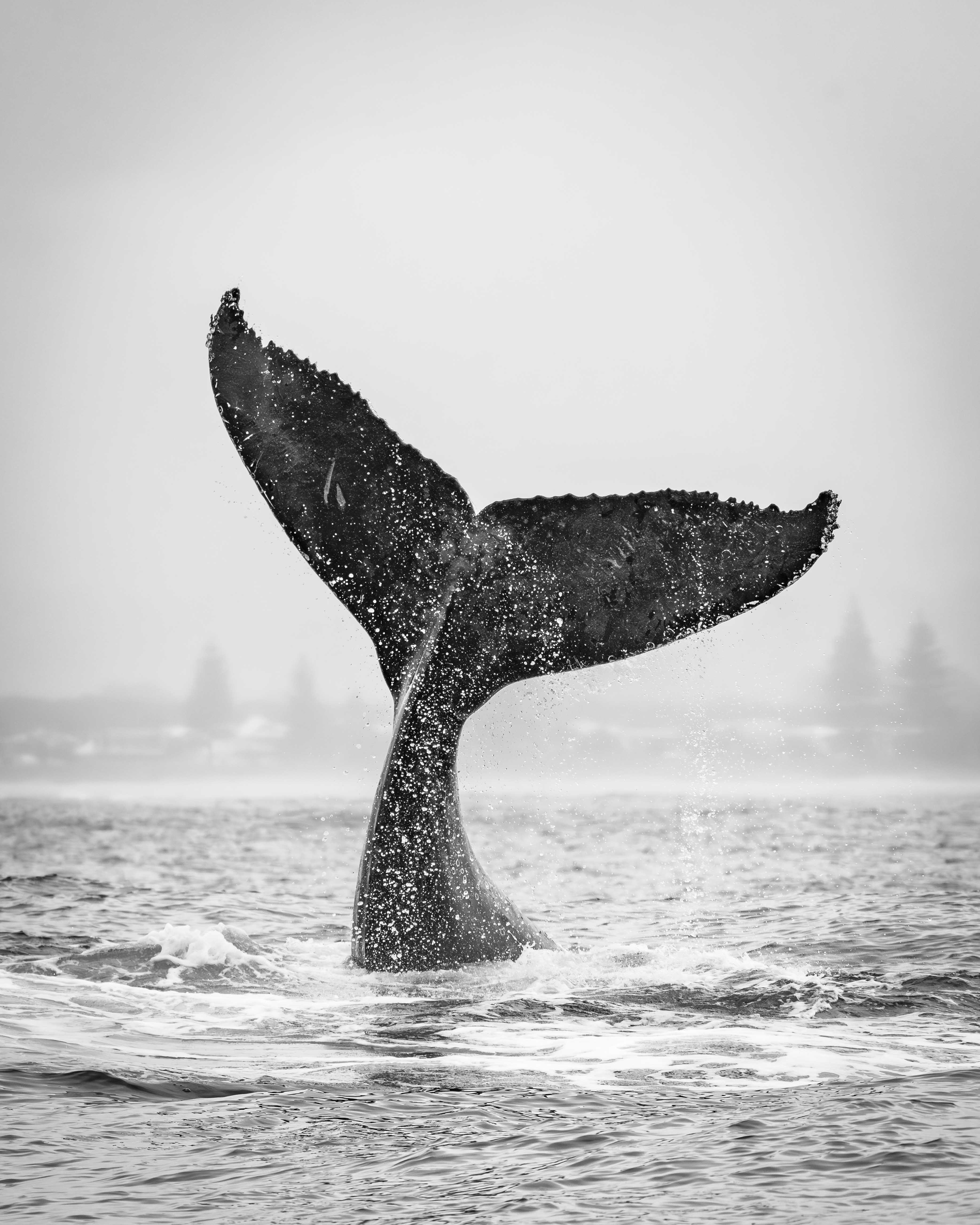 Whale tail emerging from water with a gray sky background