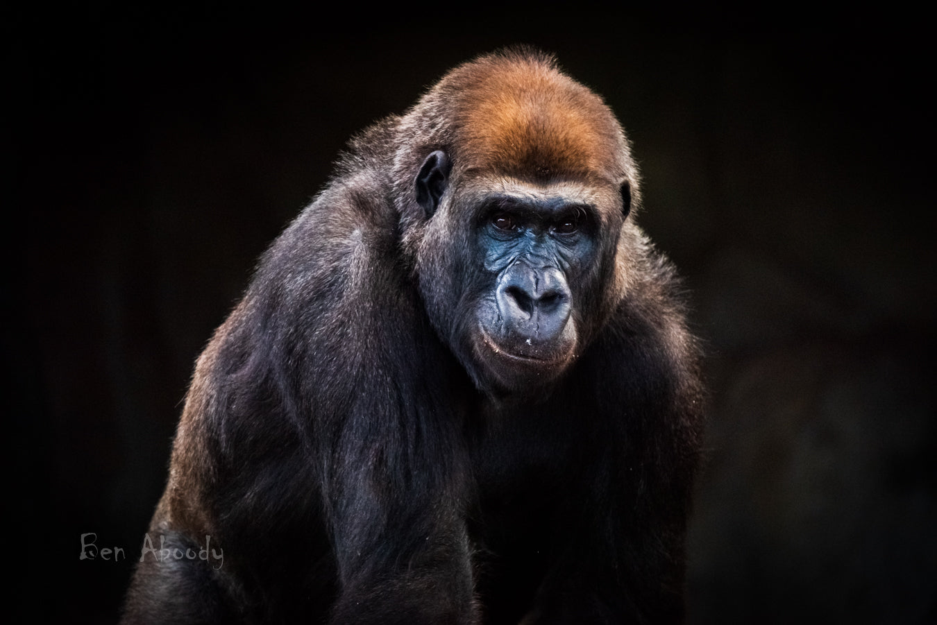 Ape Taronga Zoo