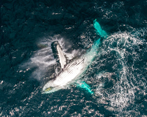 Humpback Whale, Lennox Head.