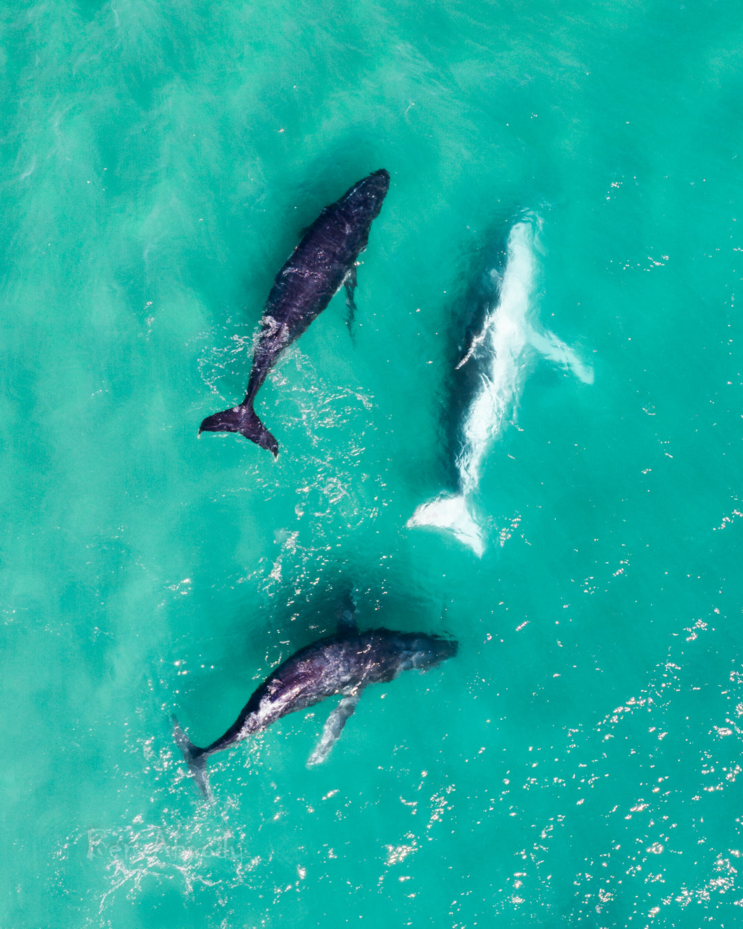 Humpback Whales Cape Byron - Ben Aboody Photography