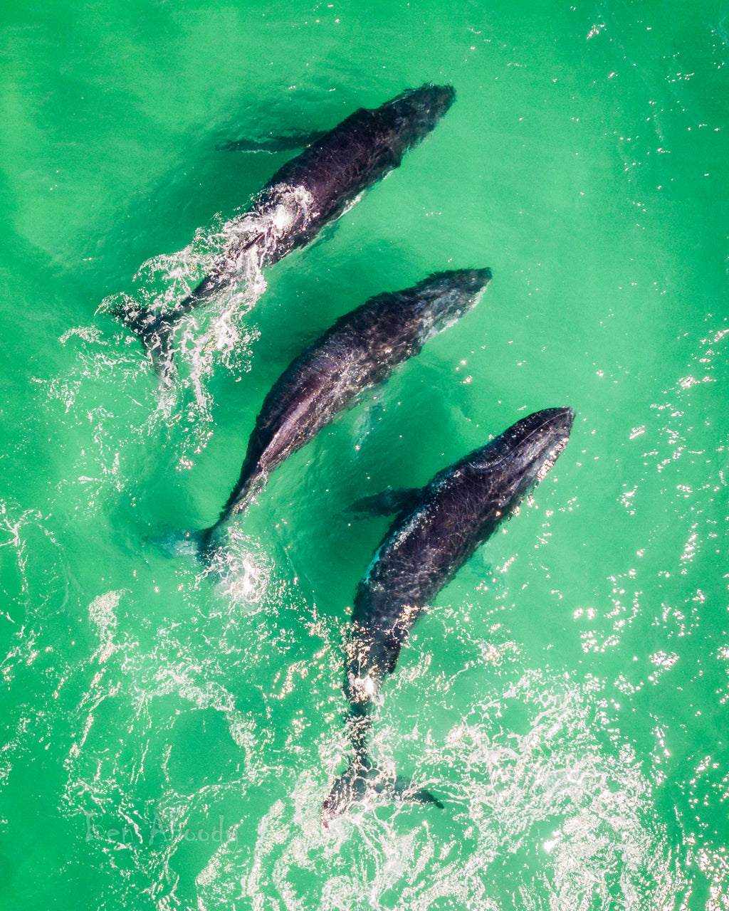 Humpback Whales. Byron Bay, Australia - Ben Aboody Photography