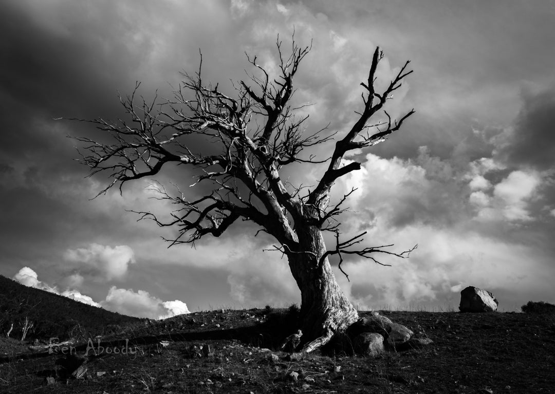 The Ghost Tree, Jindabyne. - Ben Aboody Photography