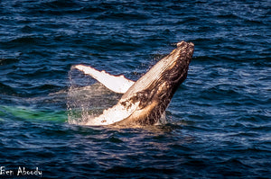 Whale Breach - Ben Aboody Photography