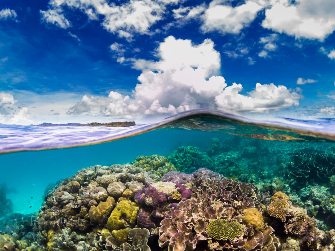 Solomon Islands Reef - Ben Aboody Photography