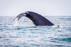 Humpback Whale Tail