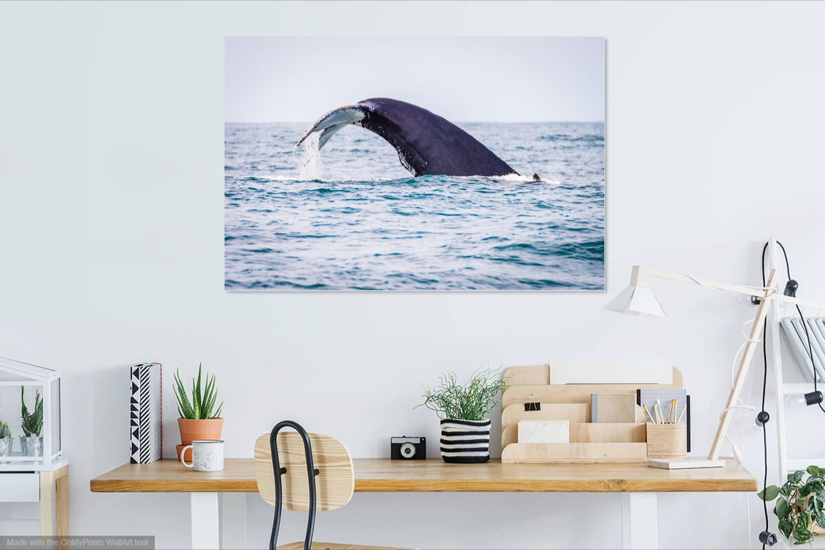 Humpback Whale Tail wall image