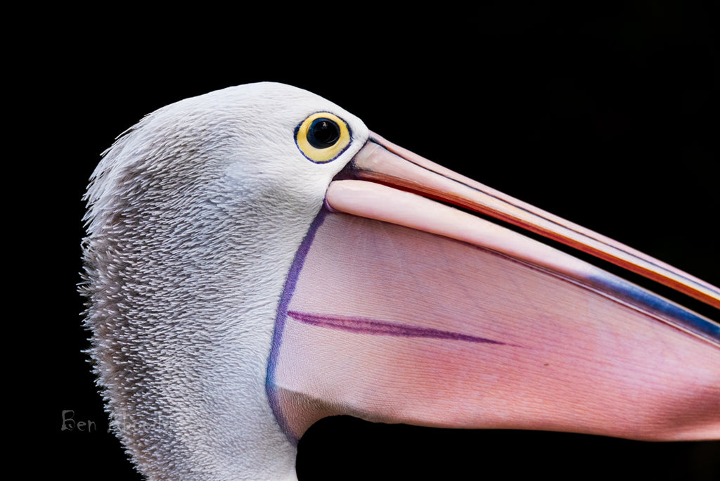 Pelican Head Shot