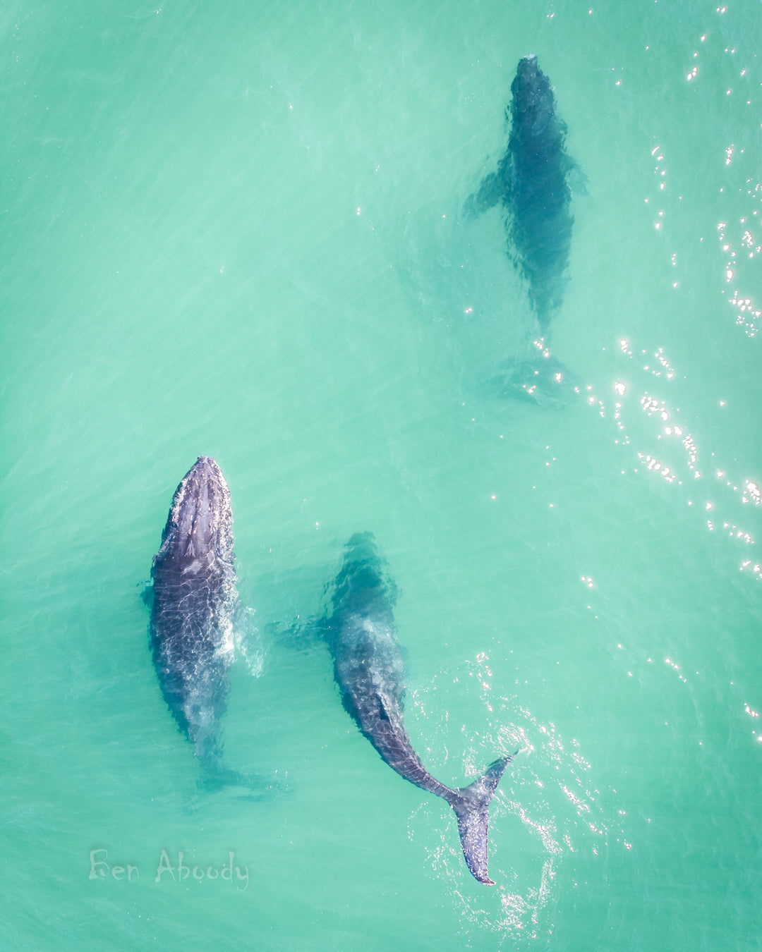 Three Humpback Whales Byron Bay