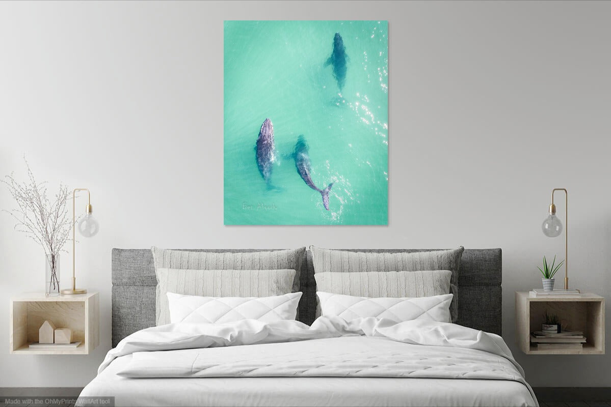 Three Humpback Whales Byron Bay Wall Image