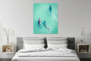 Three Humpback Whales Byron Bay Wall Image