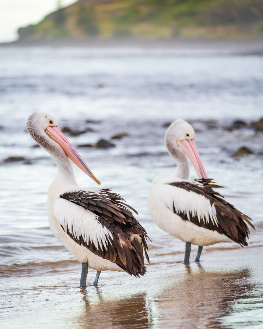 Two Pelicans